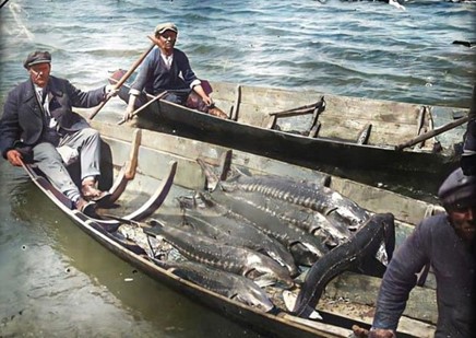 Таких осетрів ловили у водах Дніпра ще на поч. 1920-х рр. // https://www.facebook.com/photo?fbid=1222946605161867&set=pcb.853012822331100