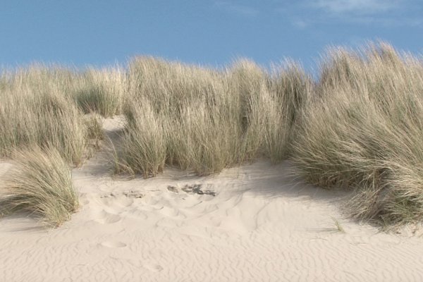 Степові трави // https://izyaslav-miskrada.gov.ua/news/1628835002/