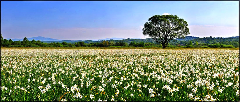 Долина нарцисів // https://vidviday.ua/blog/dolyna-nartsysiv-unikalne-bagatstvo-zakarpattya/