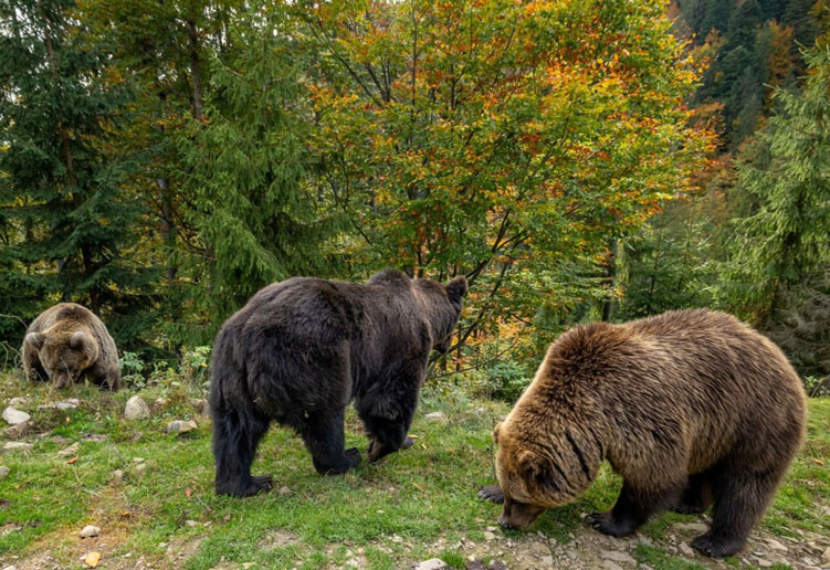 Бурі ведмеді на території парку // https://wownature.in.ua/season/natsionalnyy-pryrodnyy-park-synevyr/